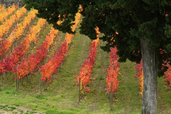 Zypressen Und Bunte Reihen Von Weinbergen Herbst Auf Den Hügeln — Stockfoto