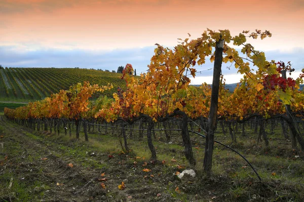 Rzędy Kolorowych Winnic Sezonie Jesiennym Zachodzie Słońca Regionie Chianti Classico — Zdjęcie stockowe