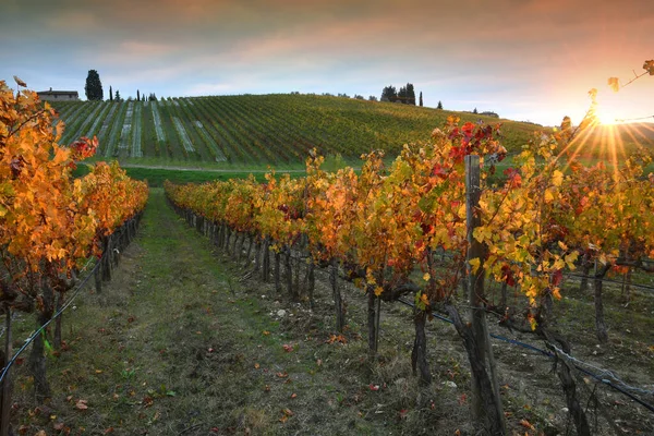 Autumn Season Sun Rays Colorful Leaves Vineyards Chianti Region Sunset — Stock Photo, Image