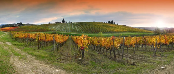 Farbenfrohe Weinreihen Der Chianti Region Bei Sonnenuntergang Der Nähe Von — Stockfoto