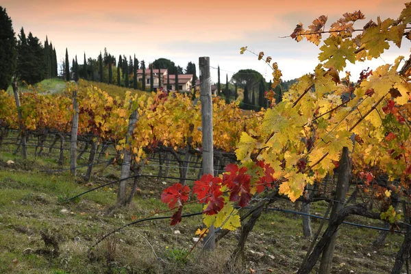 Rijen Van Kleurrijke Wijngaarden Het Najaar Bij Zonsondergang Chianti Classico — Stockfoto