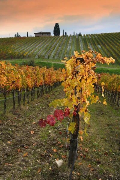 Řady Barevných Vinic Podzimní Sezóně Při Západu Slunce Regionu Chianti — Stock fotografie