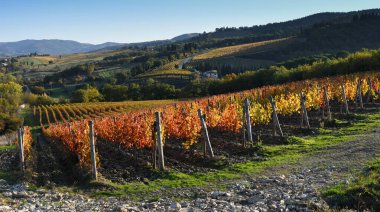 Güz mevsiminde günbatımında, Greve yakınlarındaki Chianti Classico bölgesindeki güzel renkli üzüm bağları (Floransa), Toskana. İtalya.