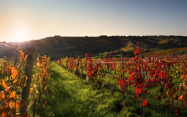 The beautiful colorful vineyards at sunset during the autumn season in the Chianti Classico area near Greve in Chianti (Florence), Tuscany. Italy.