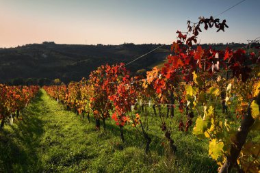 Sonbahar sezonunda gün batımında, Greve yakınlarındaki Chianti Classico bölgesinde (Floransa) güzel renkli üzümler görülür. İtalya.