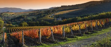 Sonbahar sezonunda gün batımında, Greve yakınlarındaki Chianti Classico bölgesinde (Floransa) güzel renkli üzümler görülür. İtalya.
