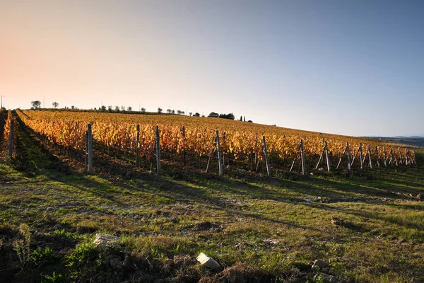 Krásné Žluté Vinné Révy Při Západu Slunce Podzimním Období Oblasti — Stock fotografie