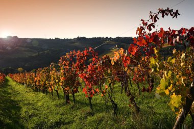Sonbahar sezonunda gün batımında Greve yakınlarındaki Chianti Classico 'da (Floransa) güzel renkli üzüm bağları vardır. İtalya.