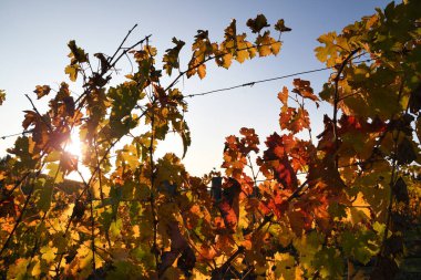 Muhteşem üzüm bağlarının sarı ve kırmızı yaprakları, klasik Chianti bölgesindeki Toskana 'da günbatımının son ışıklarıyla aydınlanıyor. İtalya 'da sonbahar sezonu