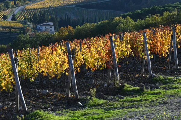 Rijen Gekleurde Druiven Tijdens Het Herfstseizoen Het Chianti Classico Gebied — Stockfoto