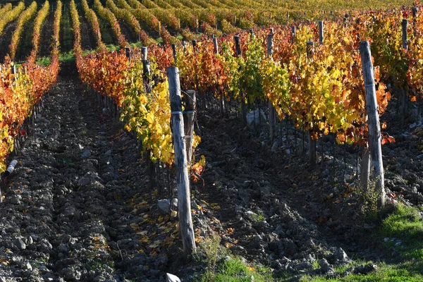 Colored Grapevines Autumn Season Chianti Classico Area Greve Chianti Florence — Stock Photo, Image