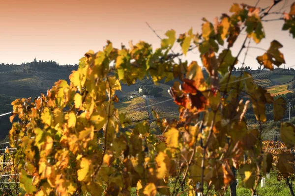 beautiful yellow vineyards at sunset during the autumn season in the Chianti Classico area near Greve in Chianti (Florence), Tuscany. Italy.