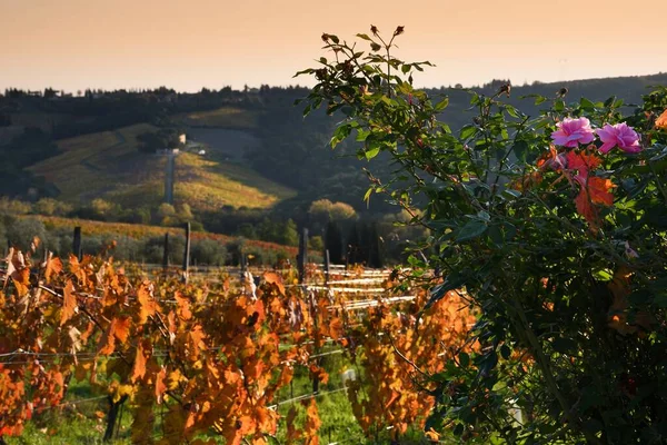 Pink Roses Rows Colorful Vines Fall Season Tuscany Chianti Region — Stock Photo, Image