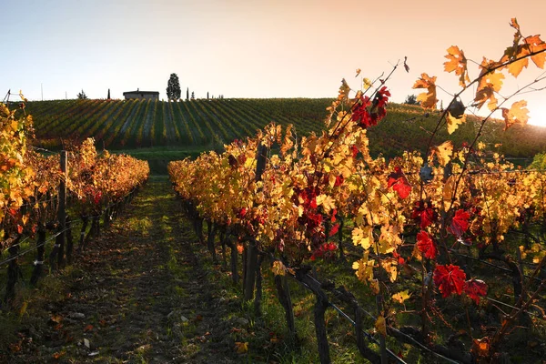 Lysande Gula Och Röda Vingårdar Vid Sista Solnedgången Toscana Chianti — Stockfoto