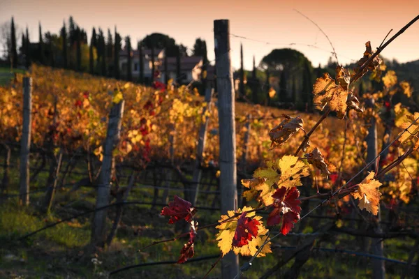 Yellow Red Leaves Wonderful Vineyards Illuminated Last Lights Sunset Tuscany — Stock Photo, Image