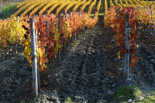 Hileras Viñas Colores Durante Temporada Otoño Zona Chianti Classico Cerca — Foto de Stock