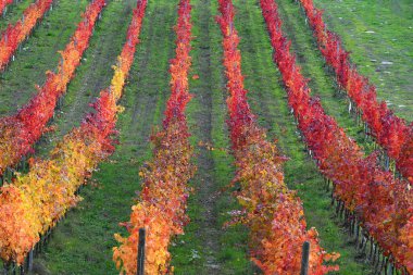 Floransa yakınlarındaki Toskana kırsalında sonbahar sezonu boyunca güzel renkli üzüm bağları. İtalya.