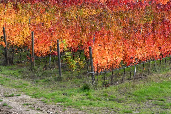 Hermosas Coloridas Hileras Viñedos Durante Temporada Otoño Campiña Toscana Cerca —  Fotos de Stock