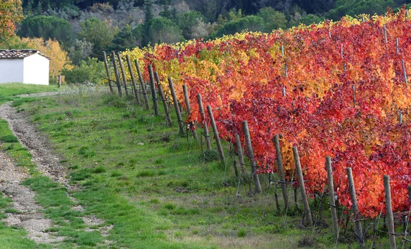 Schöne Bunte Reihen Von Weinbergen Während Der Herbstsaison Der Toskanischen — Stockfoto