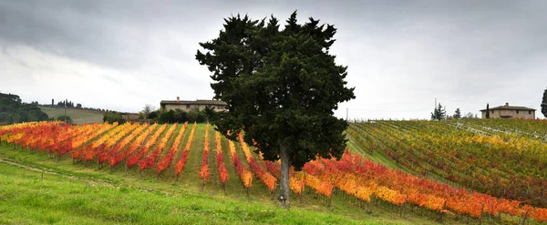 Kleurrijke Wijngaarden November Chianti Classico Regio Vlakbij Florence Toscane Italië — Stockfoto