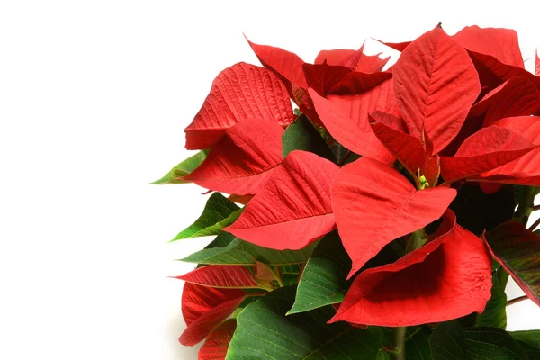 Stella Natale Isolata Sul Bianco Euforbia Pulcherrima Conosciuta Come Poinsettia — Foto Stock