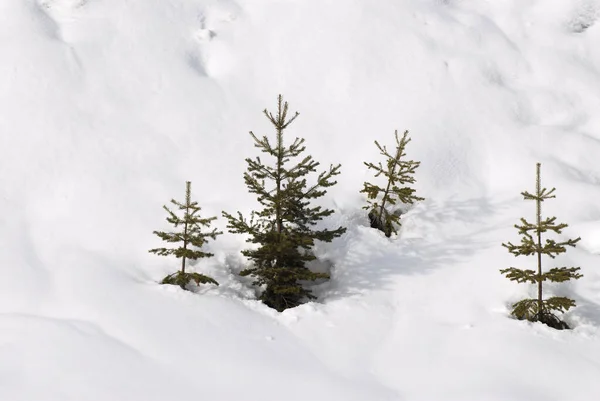 small fir trees sprout from the snow