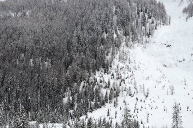 Canazei yakınlarındaki Dolomitler 'de Marmolada dağ sırasının eteklerindeki karla kaplı tarla ormanı. Val di Fassa, Güney Tirol, İtalya.