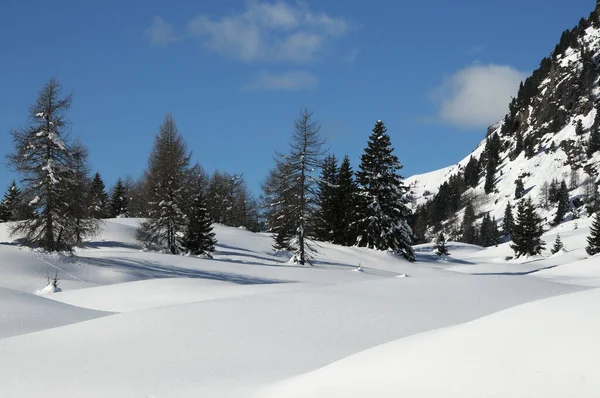 Prachtig Besneeuwd Winterlandschap Bij San Pellegrino Pas Val Fiemme Zuid — Stockfoto