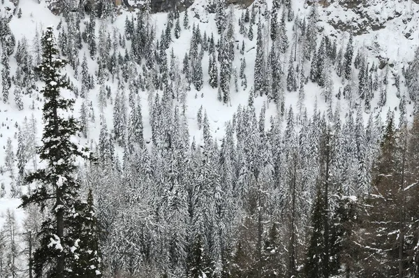 Bosque Alerce Cubierto Nieve Pie Cordillera Marmolada Los Dolomitas Cerca — Foto de Stock