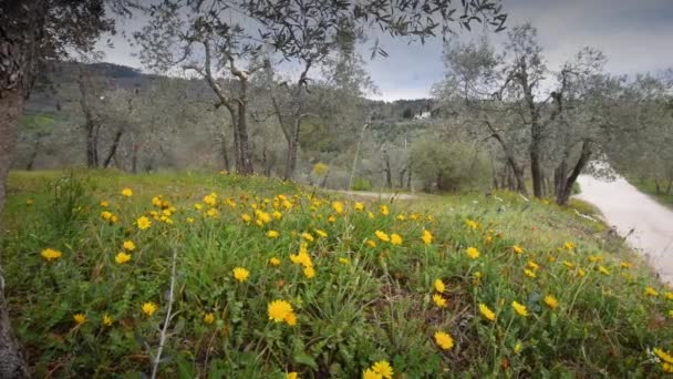 Gele Bloemen Met Olijfbomen Tijdens Het Voorjaarsseizoen Het Toscaanse Platteland — Stockvideo