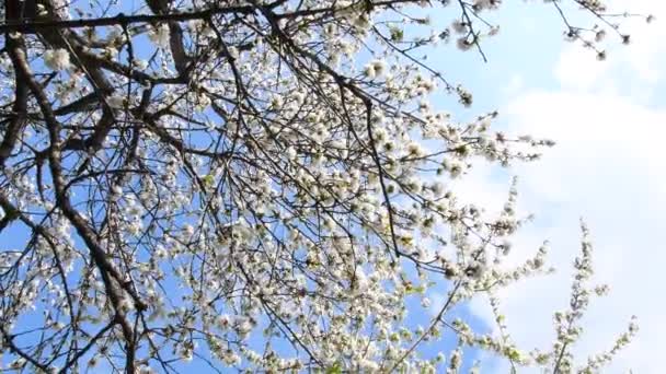 Kwitnące Drzewo Wiśni Przeciwko Błękitnemu Niebu — Wideo stockowe