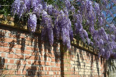 Tuğla bir duvarın önünde çiçek açmış salkımlar.