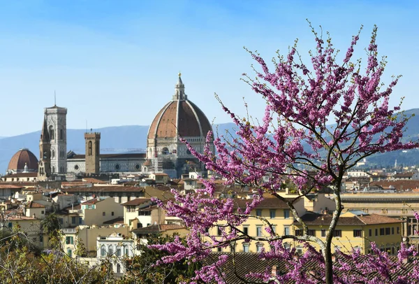 春に開花ジュダスの木とフィレンツェのサンタ マリア フィオーレ大聖堂の美しい景色 イタリア — ストック写真