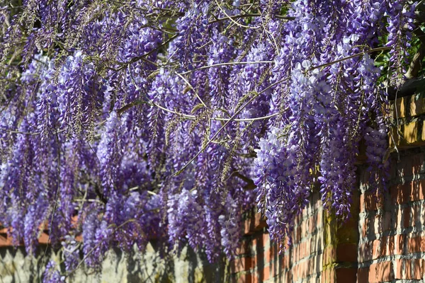 Beautiful wisteria flower. Wisteria blooms during the spring season.