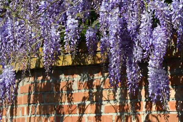 Beautiful wisteria flower. Wisteria blooms during the spring season.