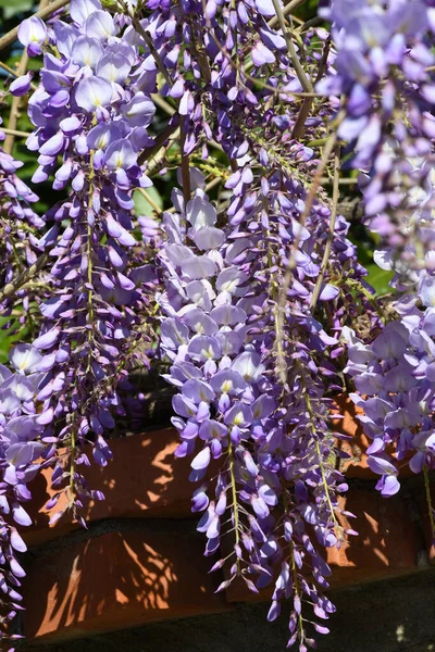 美丽的紫藤花 菊花在春季盛开 — 图库照片