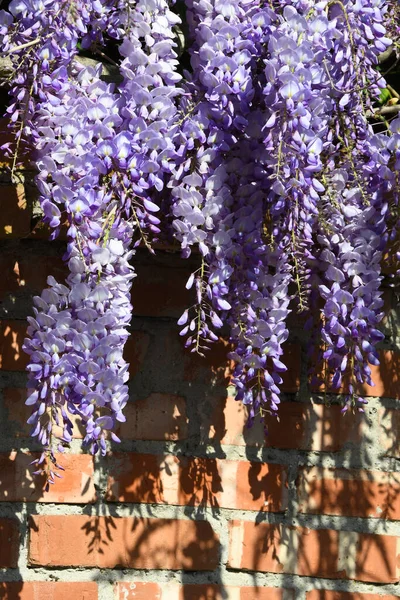 Beautiful wisteria flower. Wisteria blooms during the spring season.