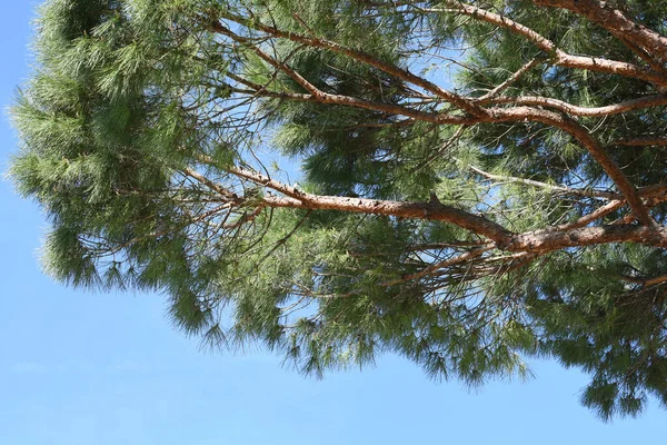 Kiefer Gegen Den Blauen Himmel — Stockfoto