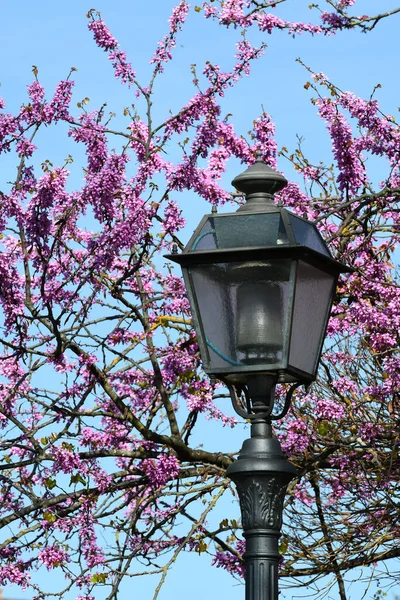 Florence, April 2021: street lamp with judas flowering tree. Tuscany, Italy