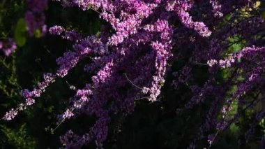 Çiçekli Yehuda ağacı rüzgarda savruluyor. Bahar mevsimi