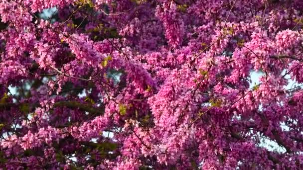 Árbol Judas Floreciente Mueve Viento Temporada Primavera — Vídeos de Stock