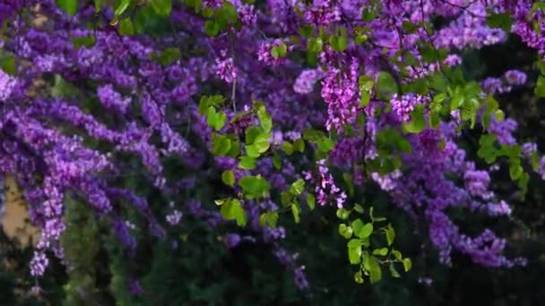 Çiçekli Yehuda Ağacı Rüzgarda Savruluyor Bahar Mevsimi — Stok video