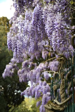 Çiçekli mor salkımcık çiçekleri. Bahçede çiçek açan salkım ağacı..