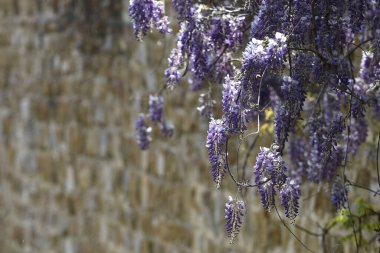 Çiçekli menekşe salkım salkımı Sinensis. Bahçede çiçek açan güzel Wisteria. Seçici odak