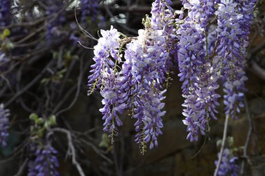 Çiçekli menekşe salkım salkımı Sinensis. Bahçede çiçek açan güzel Wisteria. Seçici odak