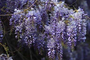 Çiçekli menekşe salkım salkımı Sinensis. Bahçede çiçek açan güzel Wisteria. Seçici odak