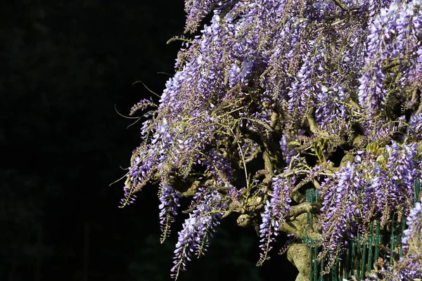 Bloeiend Violette Wisteria Sinensis Wisteria Bloeiende Boom Tijdens Het Voorjaarsseizoen — Stockfoto