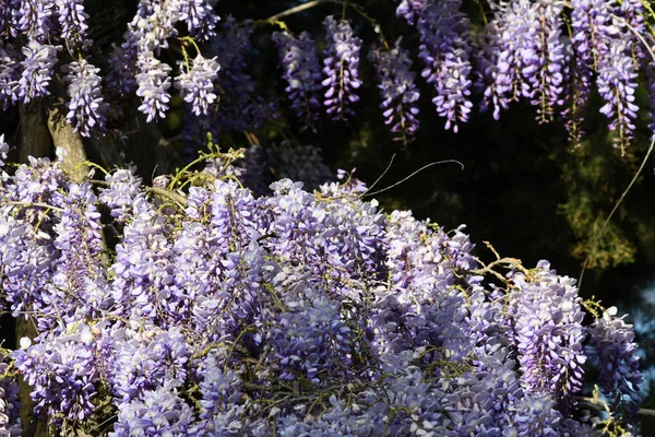 Bloeiend Violette Wisteria Sinensis Wisteria Bloeiende Boom Tijdens Het Voorjaarsseizoen — Stockfoto