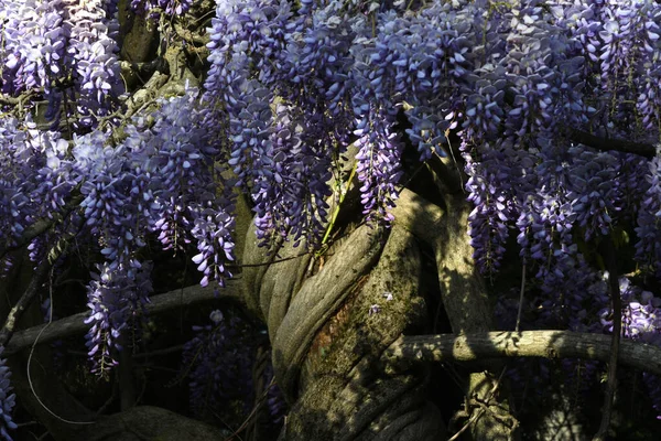 Bloeiende Violette Wisteria Sinensis Bloeiende Wisteria Boom Tuin — Stockfoto