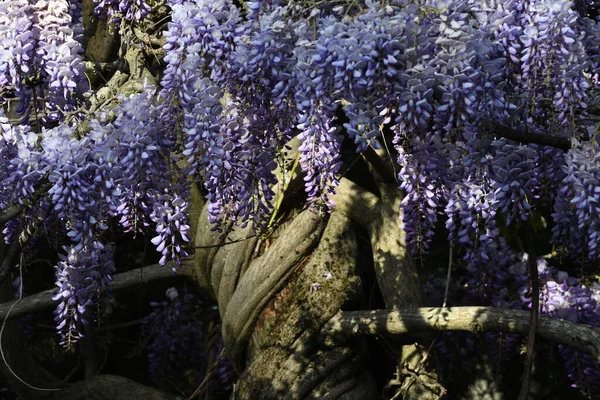 Bloeiende Violette Wisteria Sinensis Bloeiende Wisteria Boom Tuin — Stockfoto